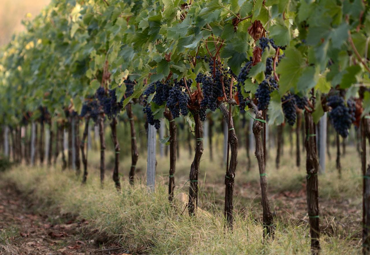 Agriturismo Casagrande Montepulciano Stazione 외부 사진
